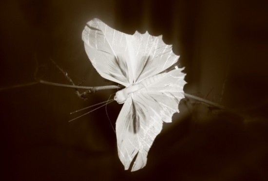 Très jolis papillons