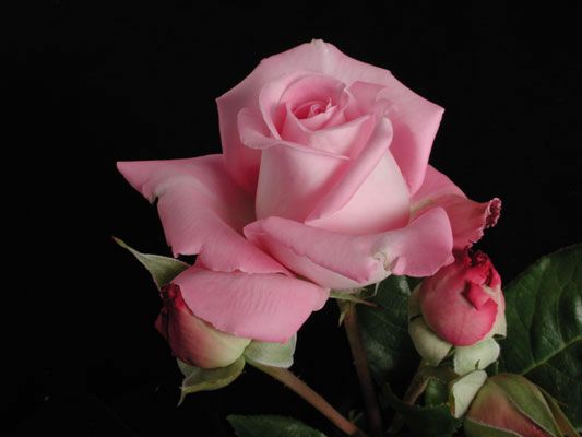 Roses et Fleurs Magnifiques de toutes Sorte !